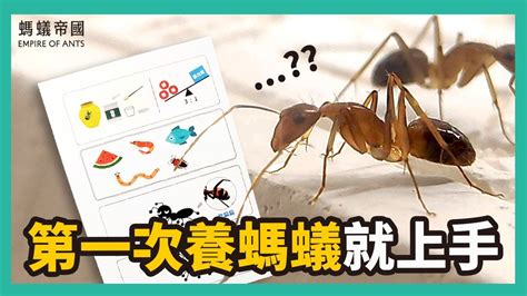 螞蟻搬家意思|【螞蟻搬家意思】螞蟻搬家是什麼意思？揭開隱藏含義，你不得不。